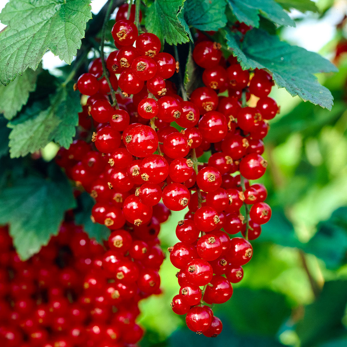 GEM COACAZE ROSII 450G GUT