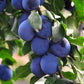 GEM PRUNE 450 G GUT